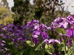 DDK-211 Sweet Rino Tomoa's Steamy Outdoor Love Adventures Await!